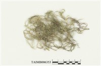 藏品(青苔屬)的圖片